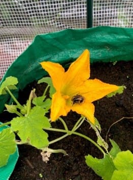 Plant5