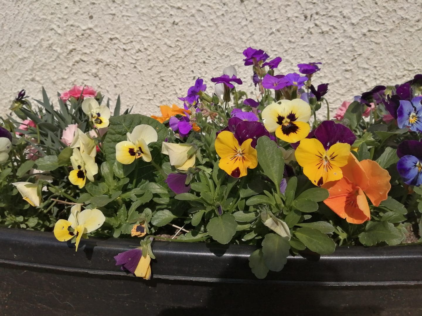 Spring